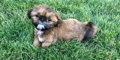 Jans shih tzu puppies sales